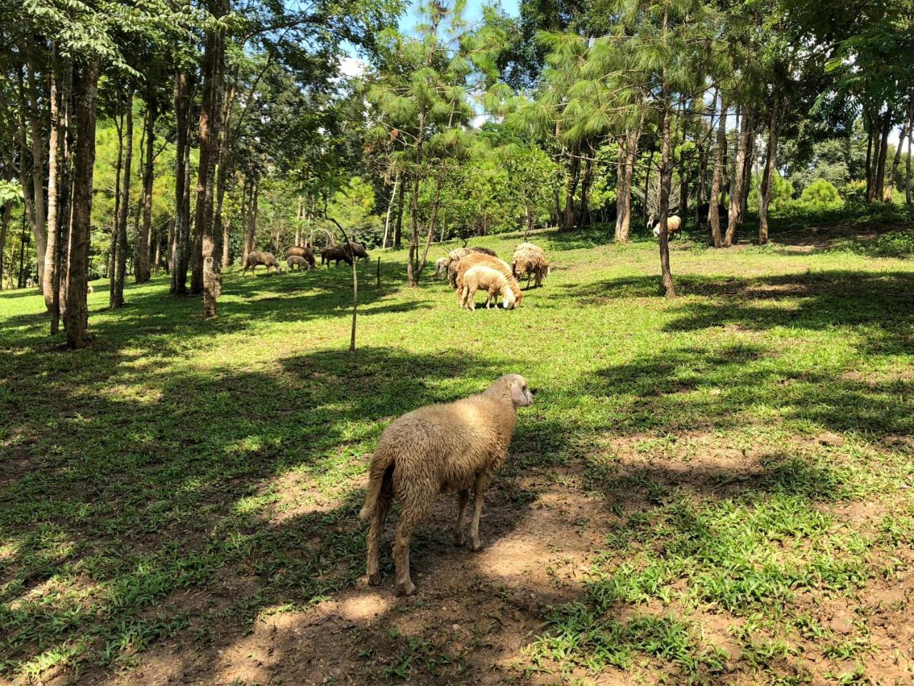 Ruean Racha Otel Chiang Mai Dış mekan fotoğraf